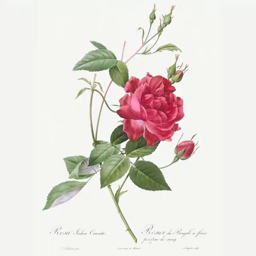 Rosa Indica Floral Wall Art