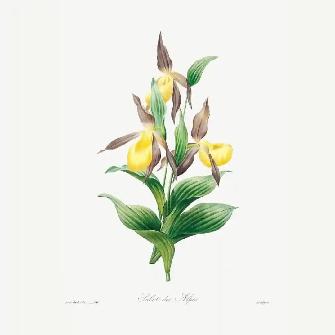 Blush and Gold Botanicals Luxury Art Prints (Set of 4)
