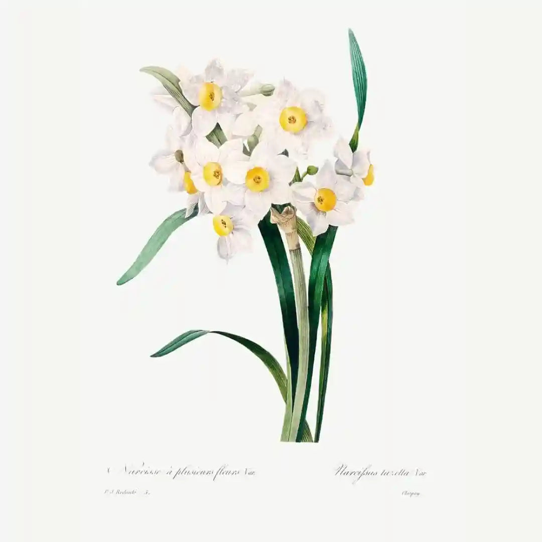 Crimson & Ivory Botanicals Art Prints (Set of 3)
