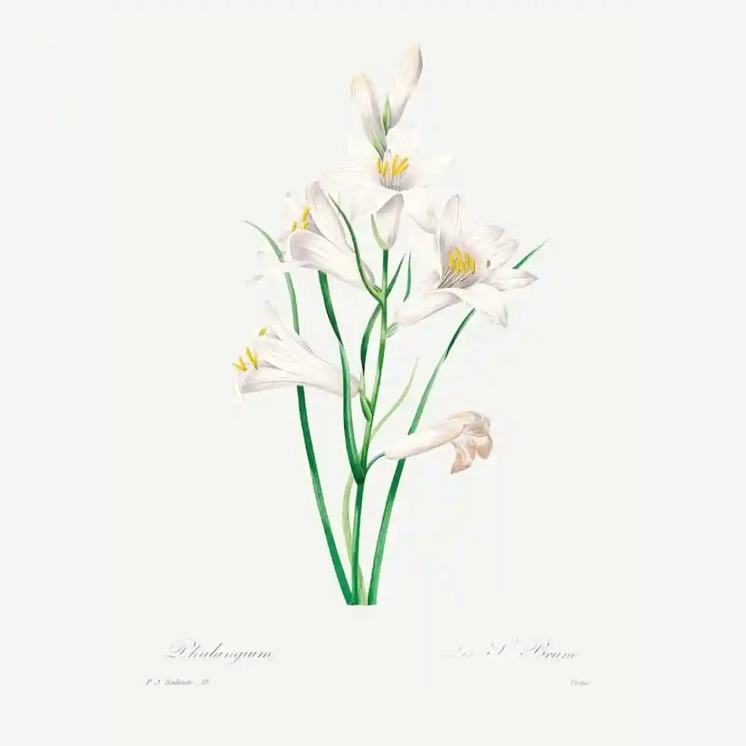 Classic Botanicals Art Prints (Set of 6)