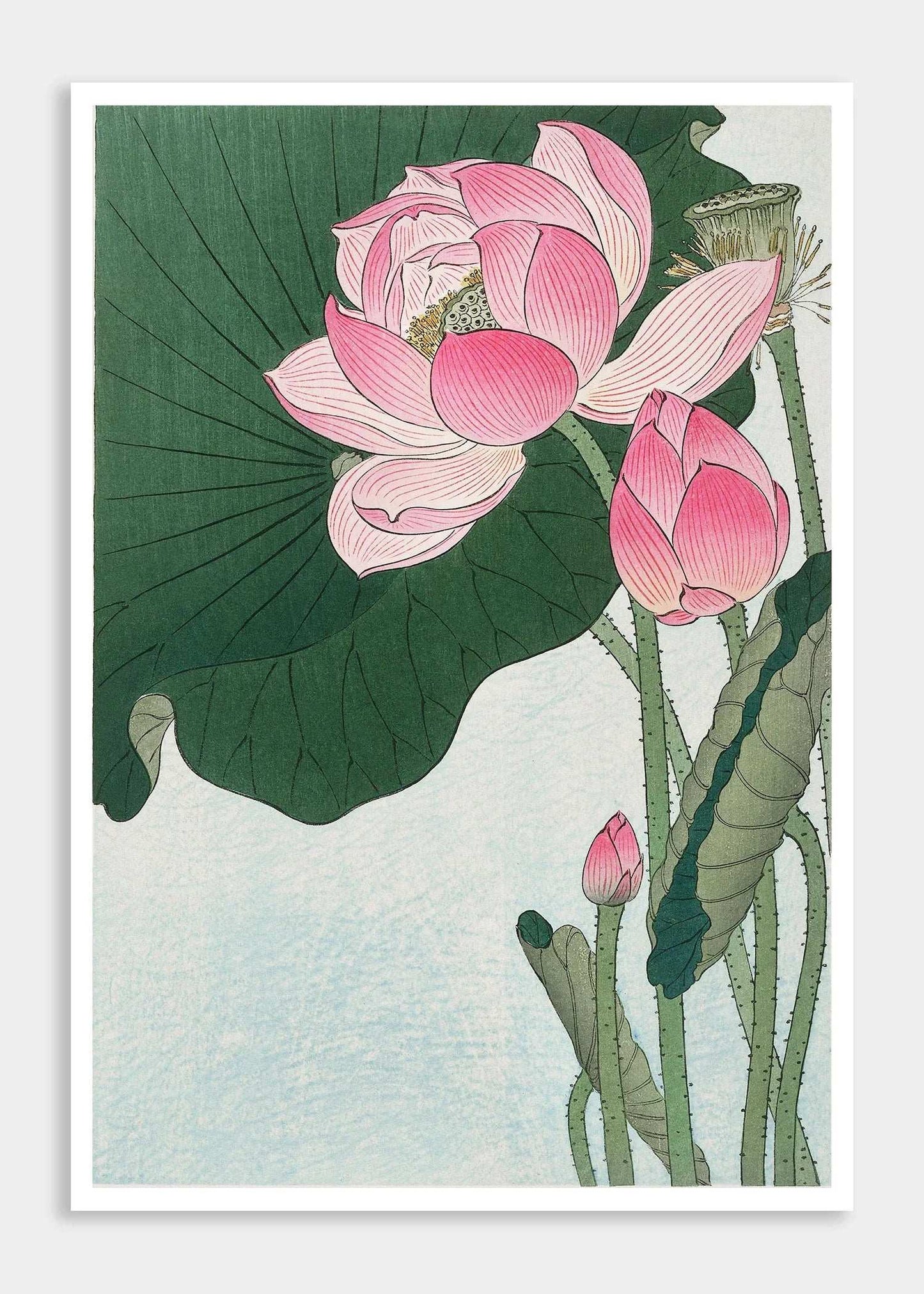 Blooming lotus flowers (1920 - 1930) Vintage Digital Art Prints