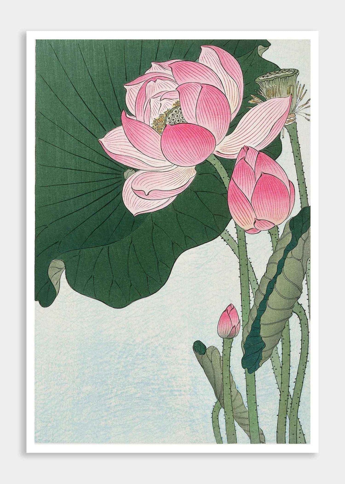 Blooming lotus flowers (1920 - 1930) Vintage Digital Art Prints - Qibo Galleria Pvt. Ltd.