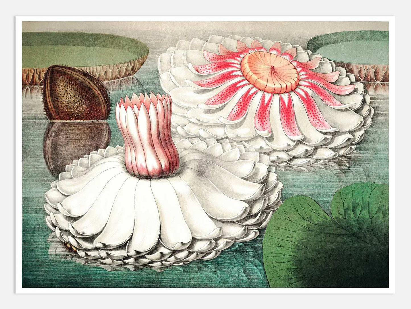 The Great Water Lily of America (1854) - III Digital Wall Art