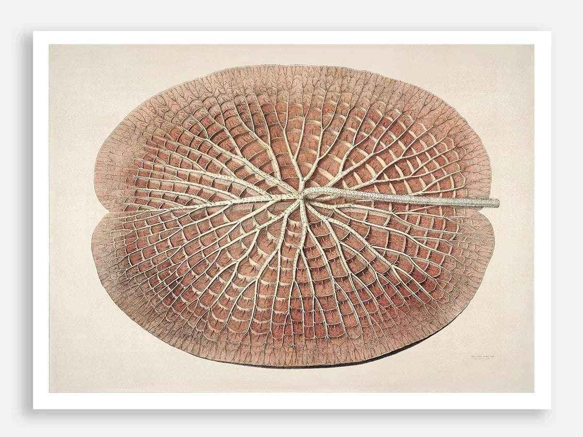 The Great Water Lily of America (1854) - IV Digital Art Print - Qibo Galleria Pvt. Ltd.