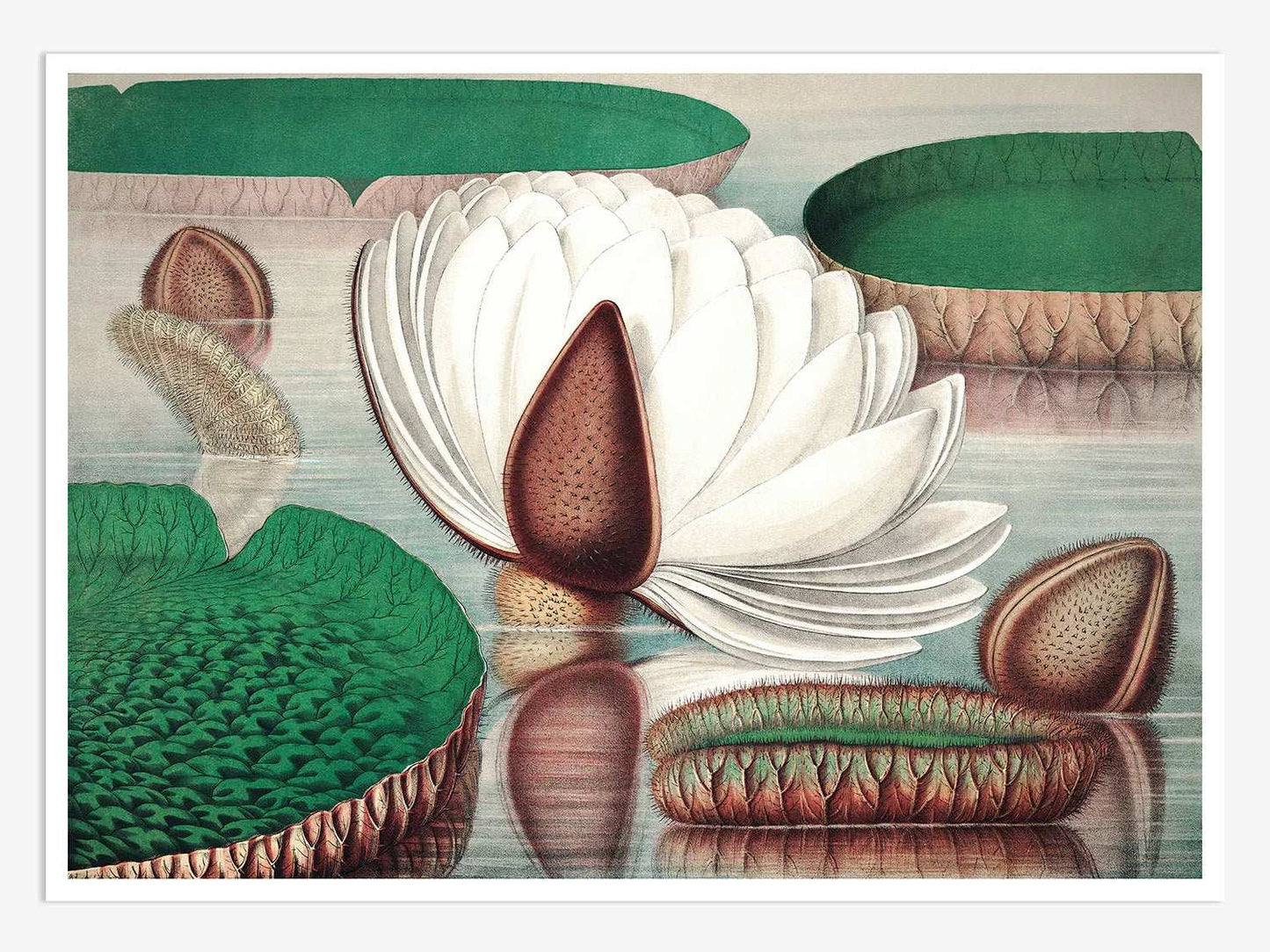 The Great Water Lily of America (1854) - V Vintage Digital Art