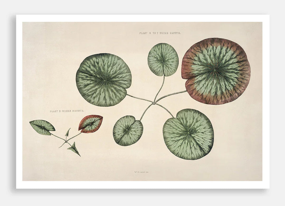 The Great Water Lily of America (1854) - VI