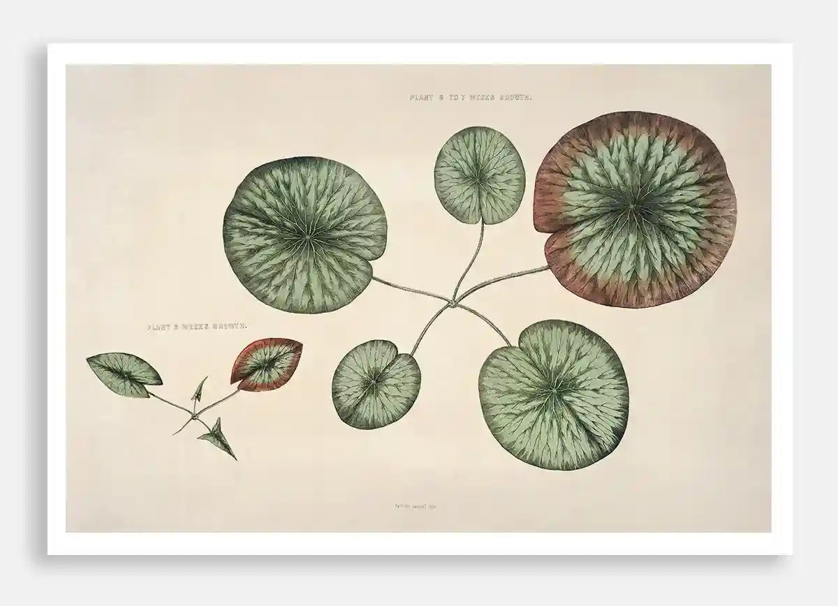 The Great Water Lily of America (1854) - VI
