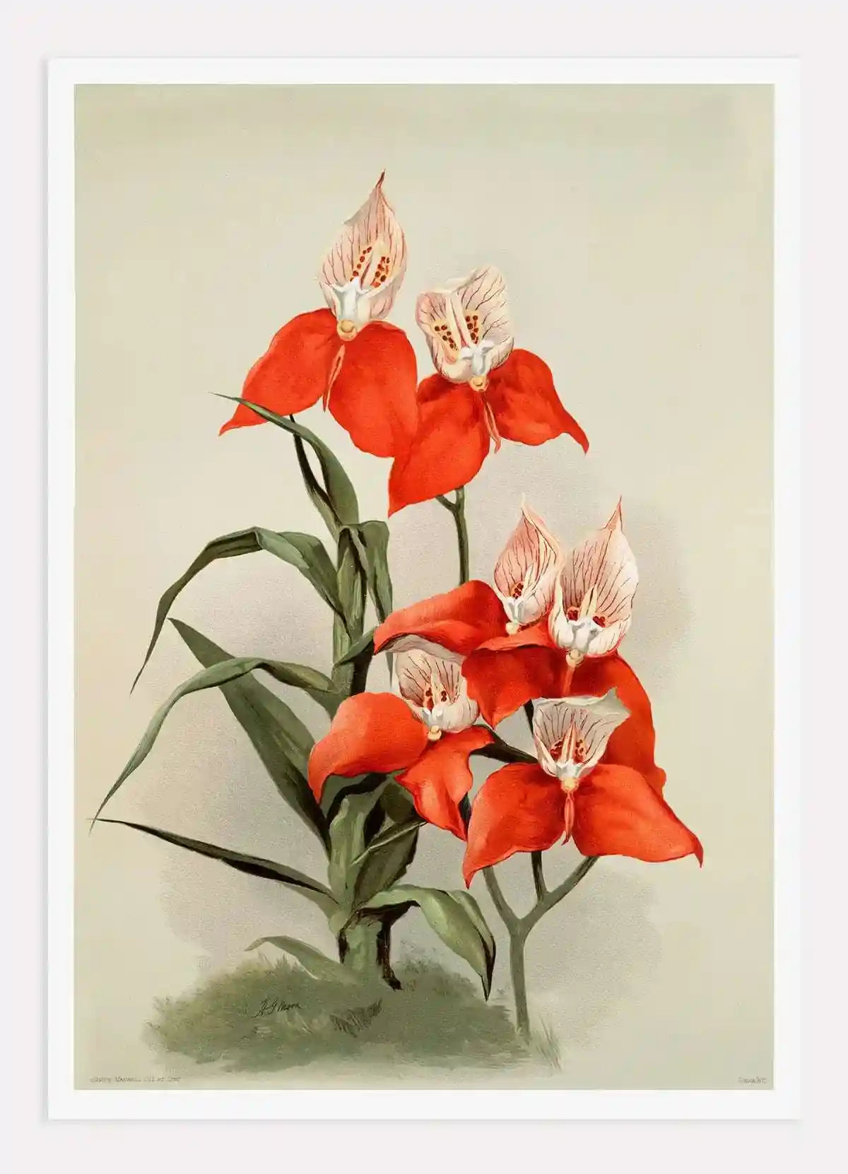 Disa grandiflora Digital Wall Art Print