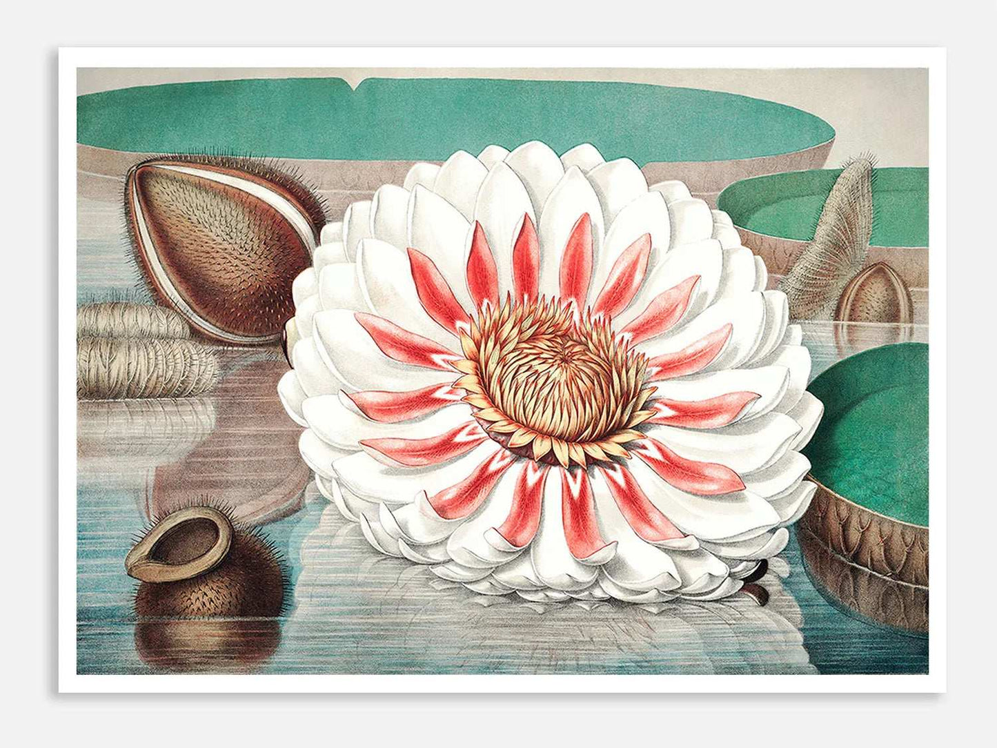 The Great Water Lily of America (1854) - I Digital Art Print