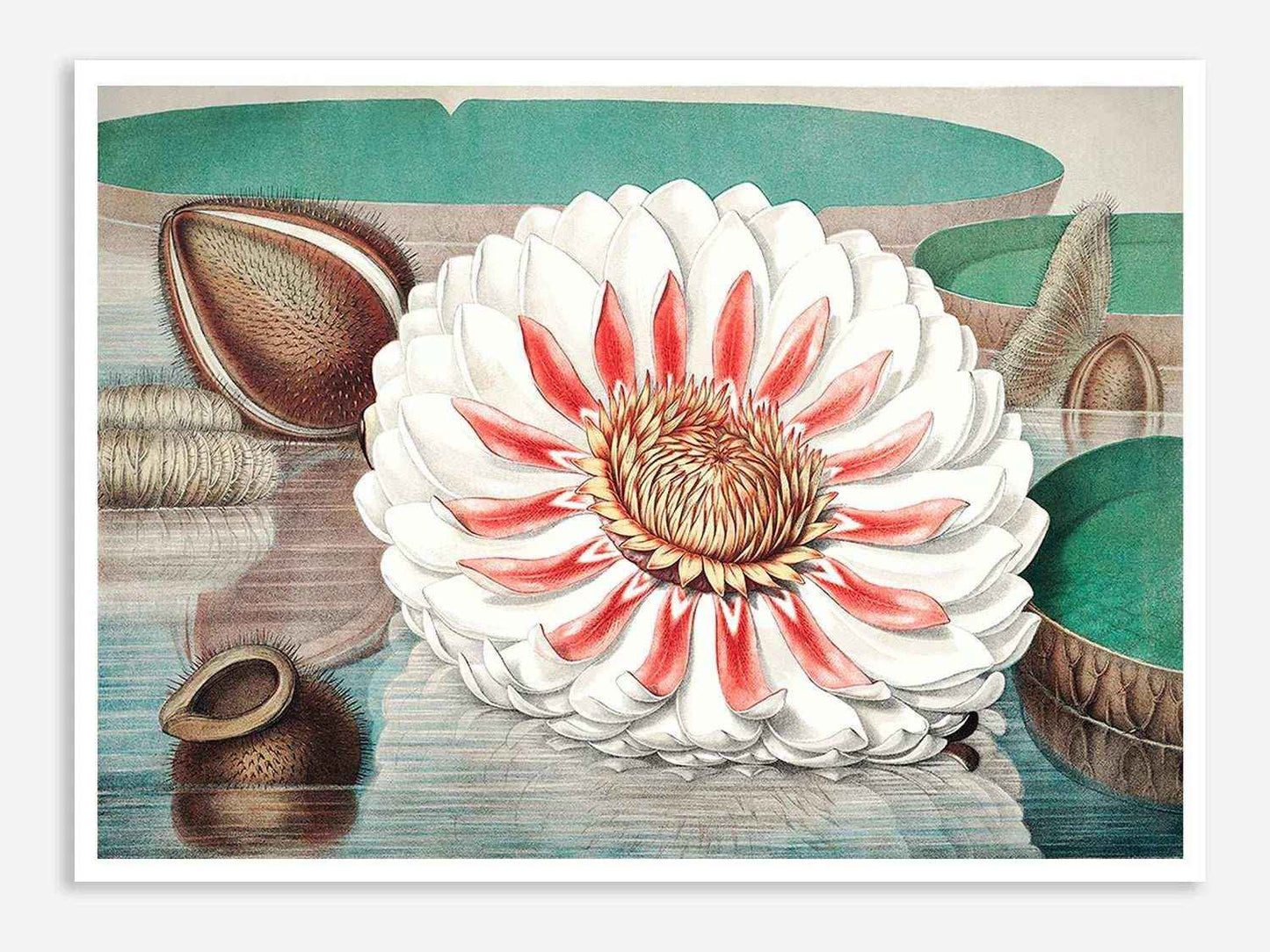 The Great Water Lily of America (1854) - I Digital Art Print