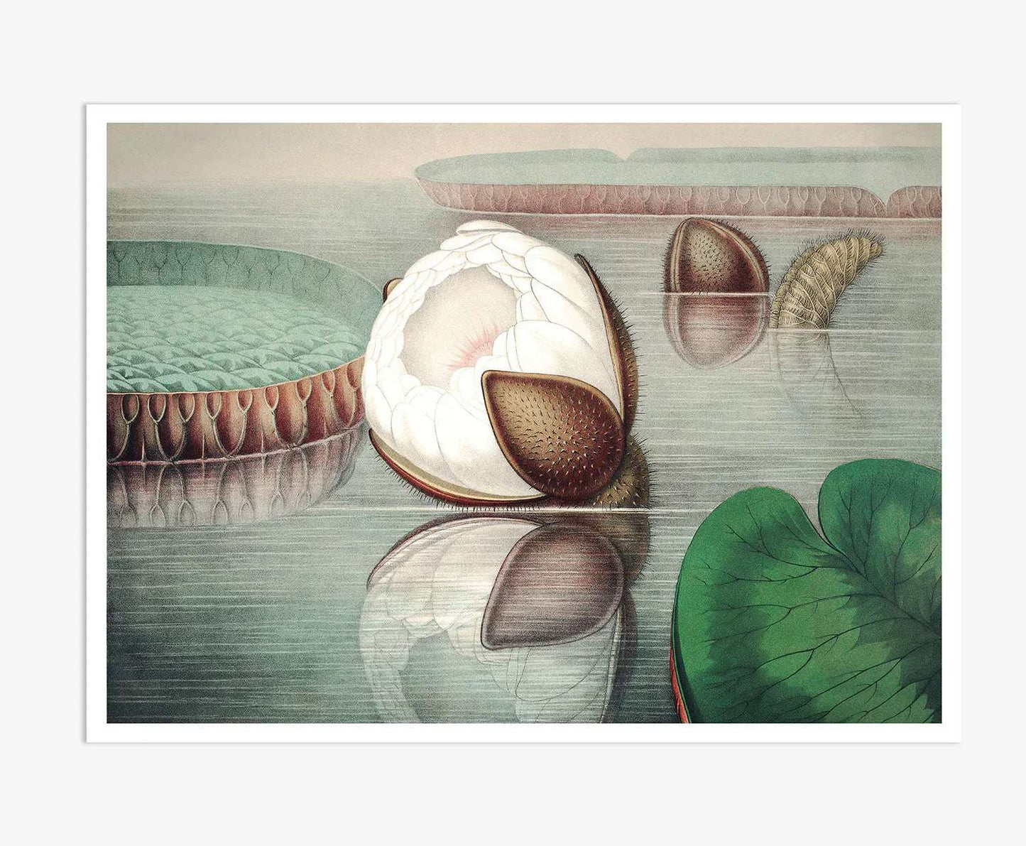 The Great Water Lily of America (1854) - II Digital Art Print
