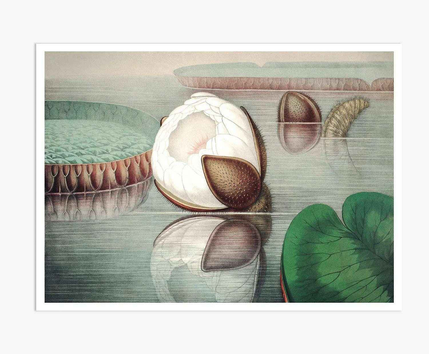 The Great Water Lily of America (1854) - II Digital Art Print