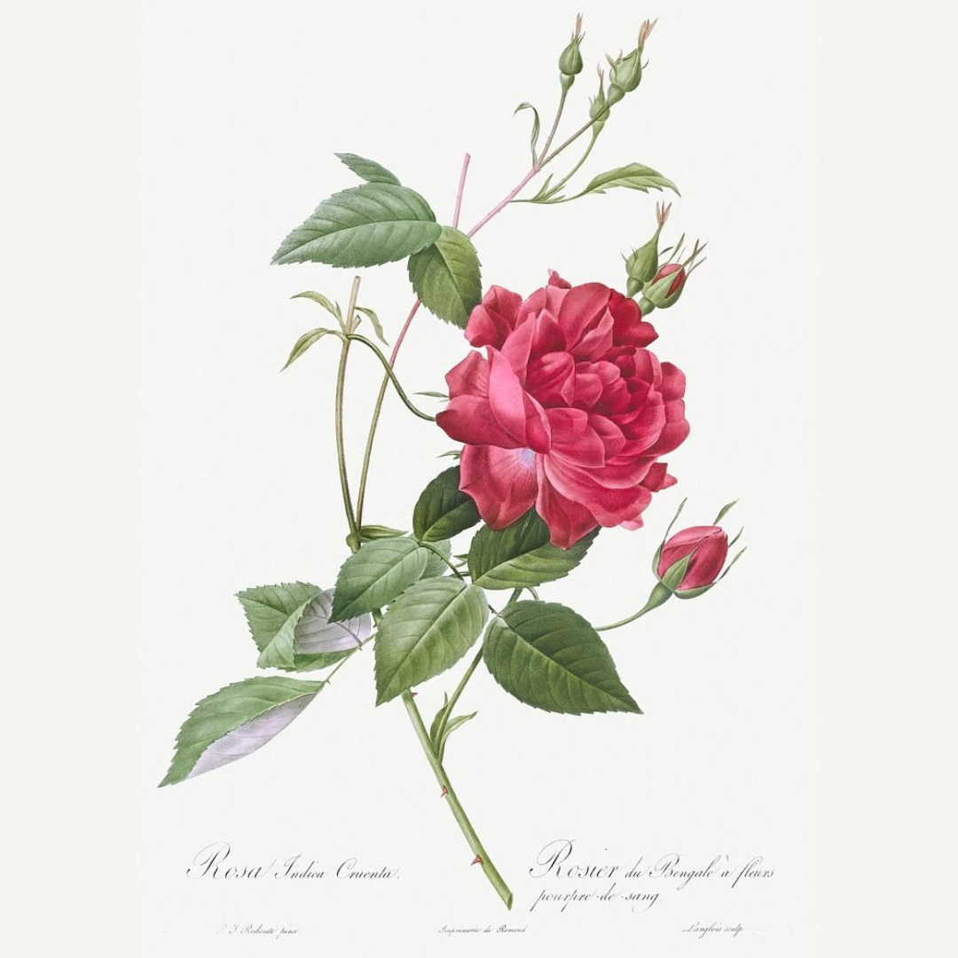 Rosa Indica Floral Wall Art