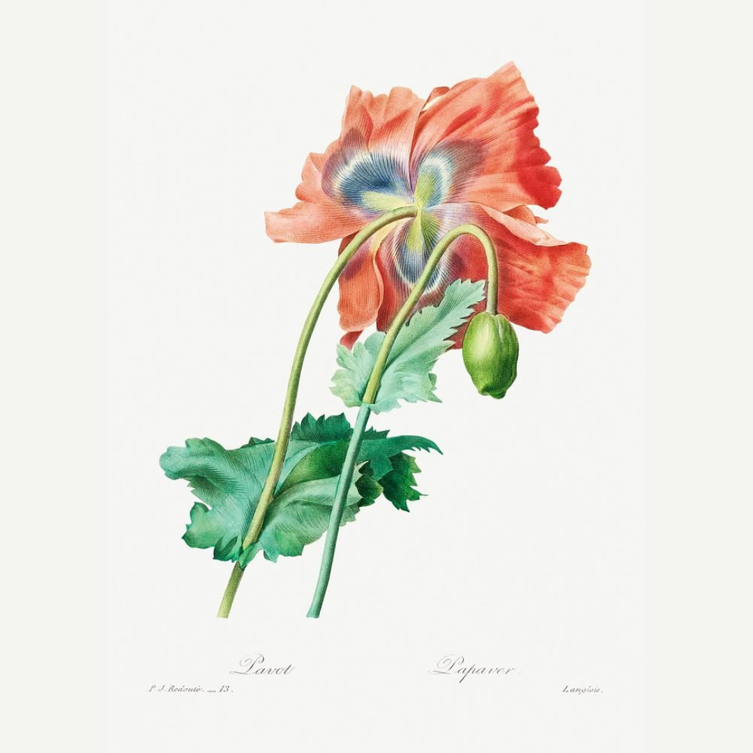 Poppy Floral Wall Digital Art Print