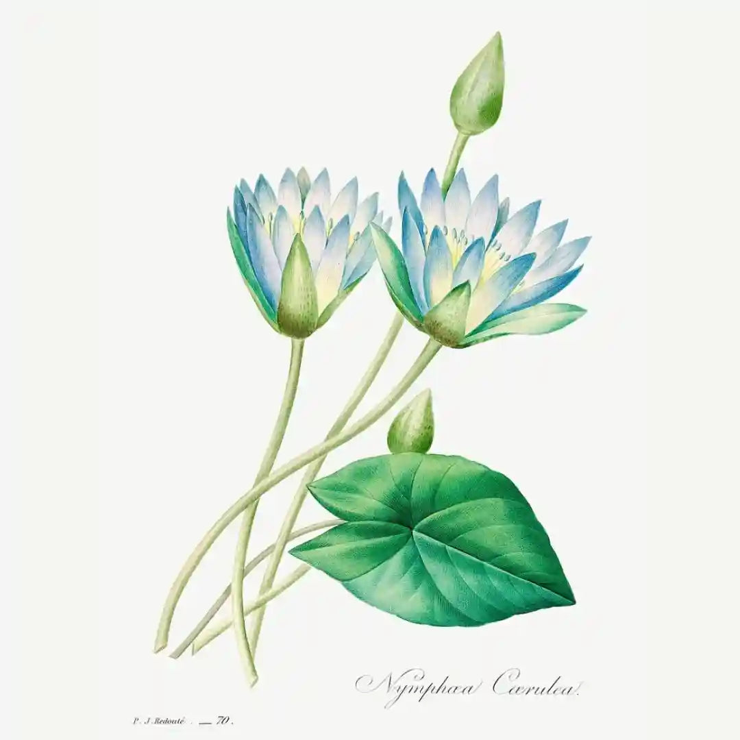 Blue Bloom Botanicals (Set of 4)