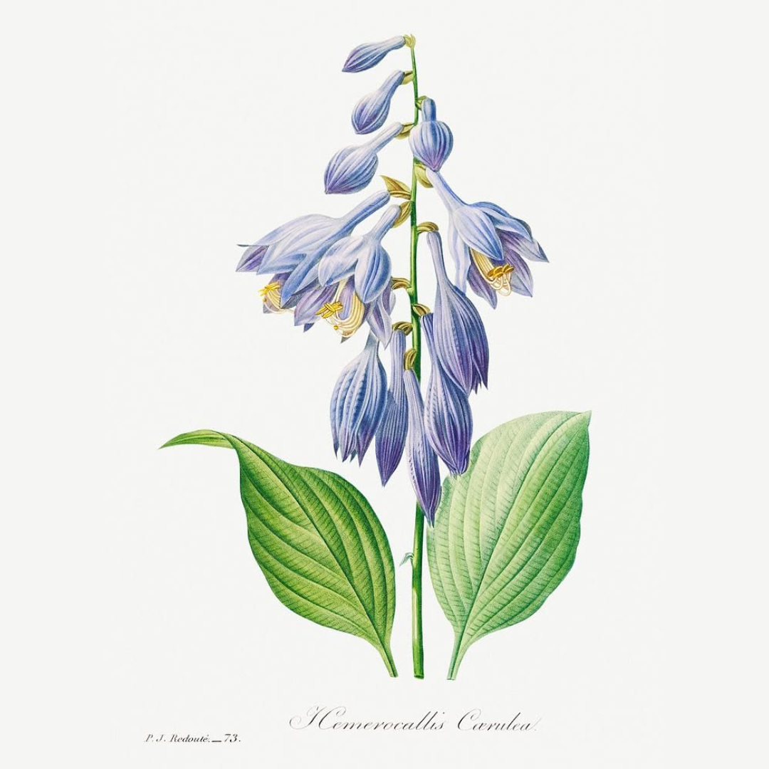 Blue Bloom Botanicals (Set of 4)