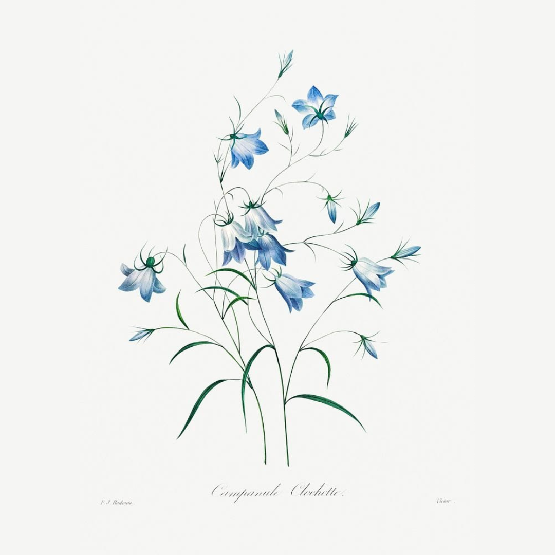 Blue Bloom Botanicals (Set of 4)