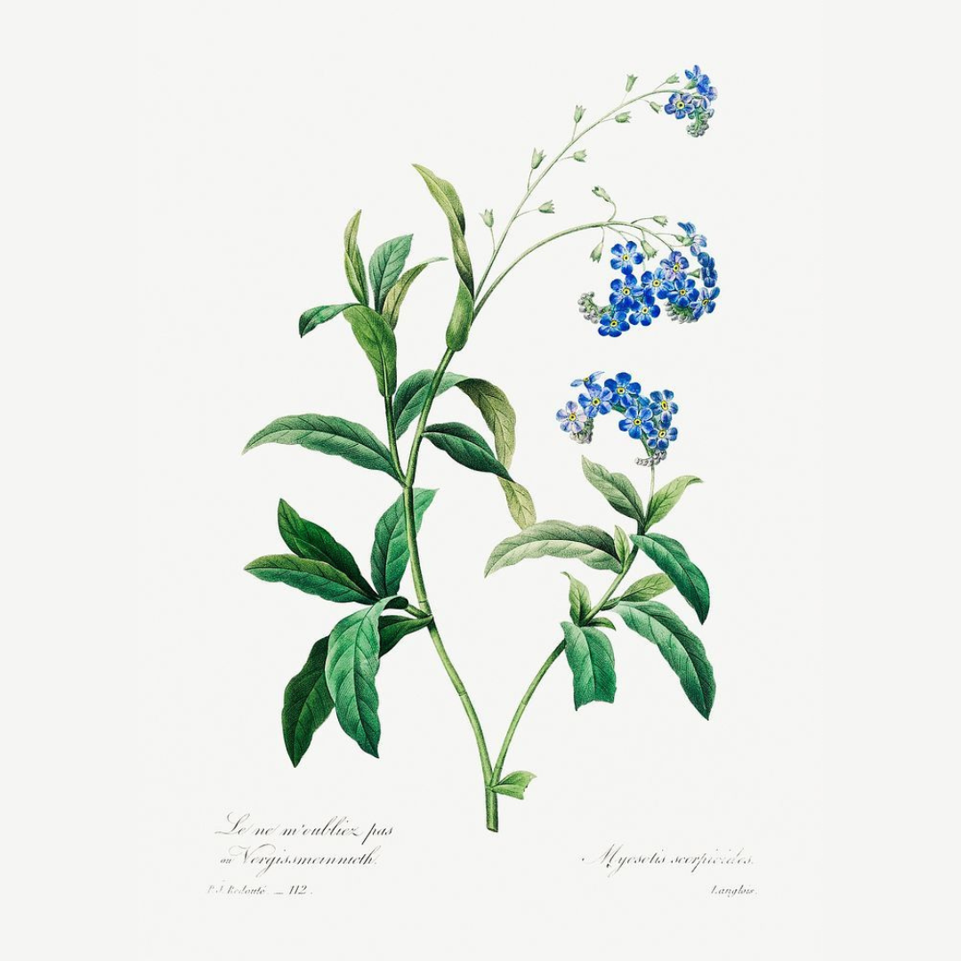 Blue Bloom Botanicals (Set of 4)