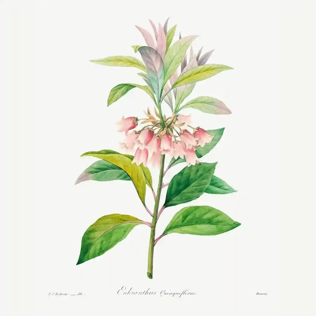 Blush and Gold Botanicals Luxury Art Prints (Set of 4)