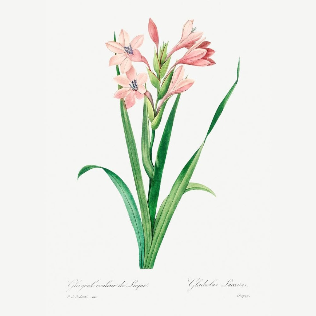 Blush and Gold Botanicals Luxury Art Prints (Set of 4)