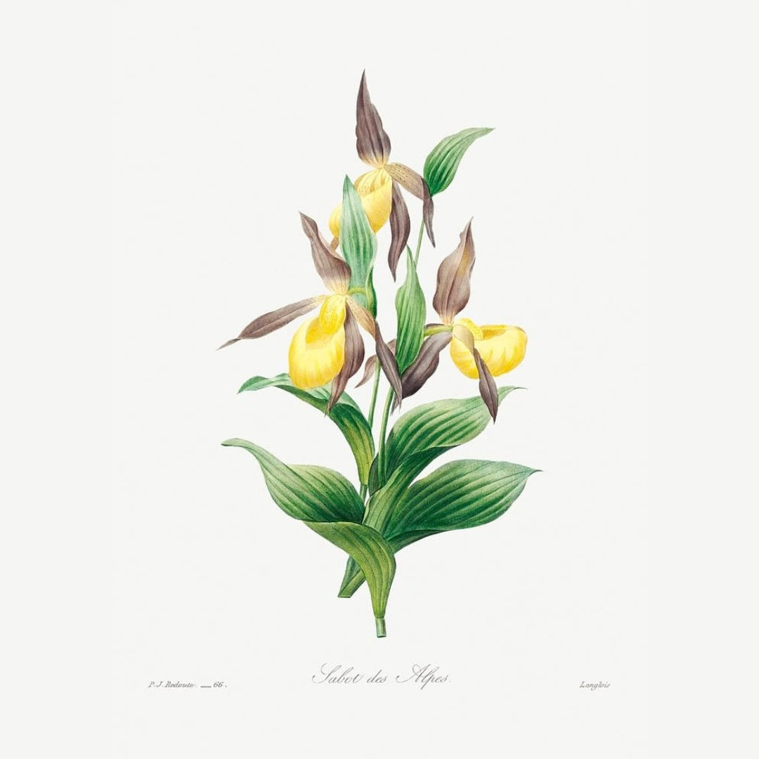 Blush and Gold Botanicals Luxury Art Prints (Set of 4)