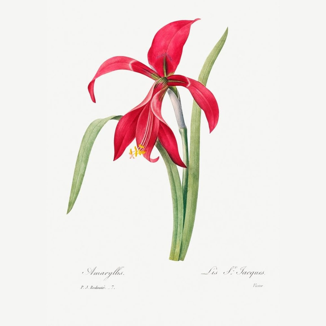 Crimson & Ivory Botanicals Art Prints (Set of 3)
