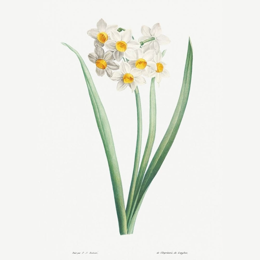 Crimson & Ivory Botanicals Art Prints (Set of 3)