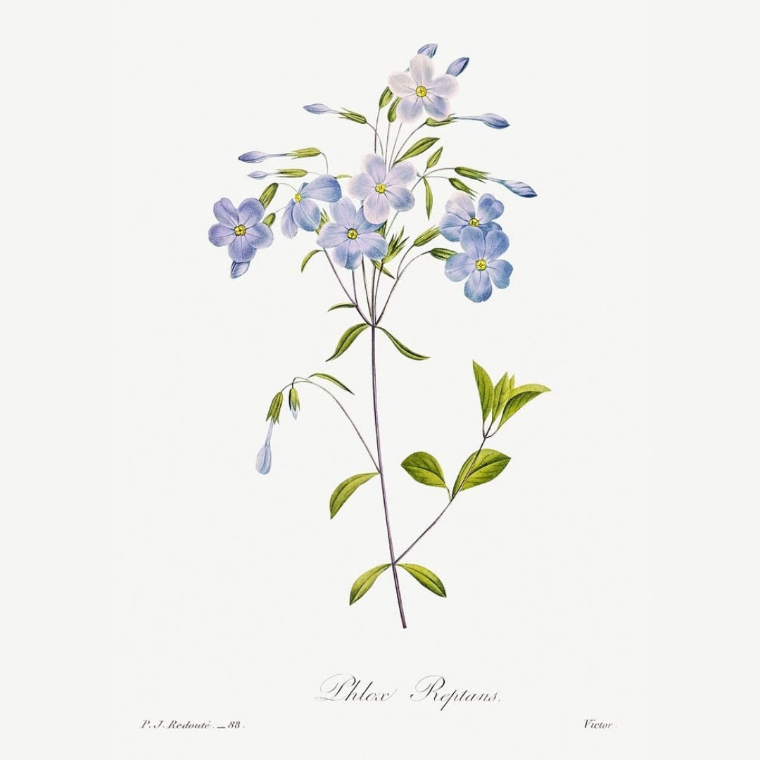 Classic Botanicals Art Prints (Set of 6)