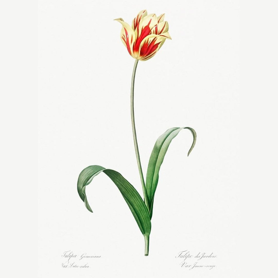Classic Botanicals Art Prints (Set of 6)