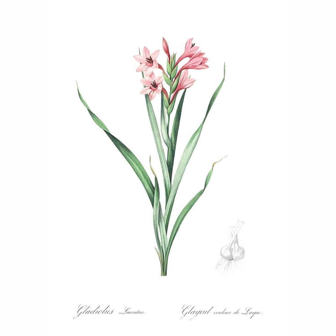 Classic Botanicals Art Prints (Set of 6)