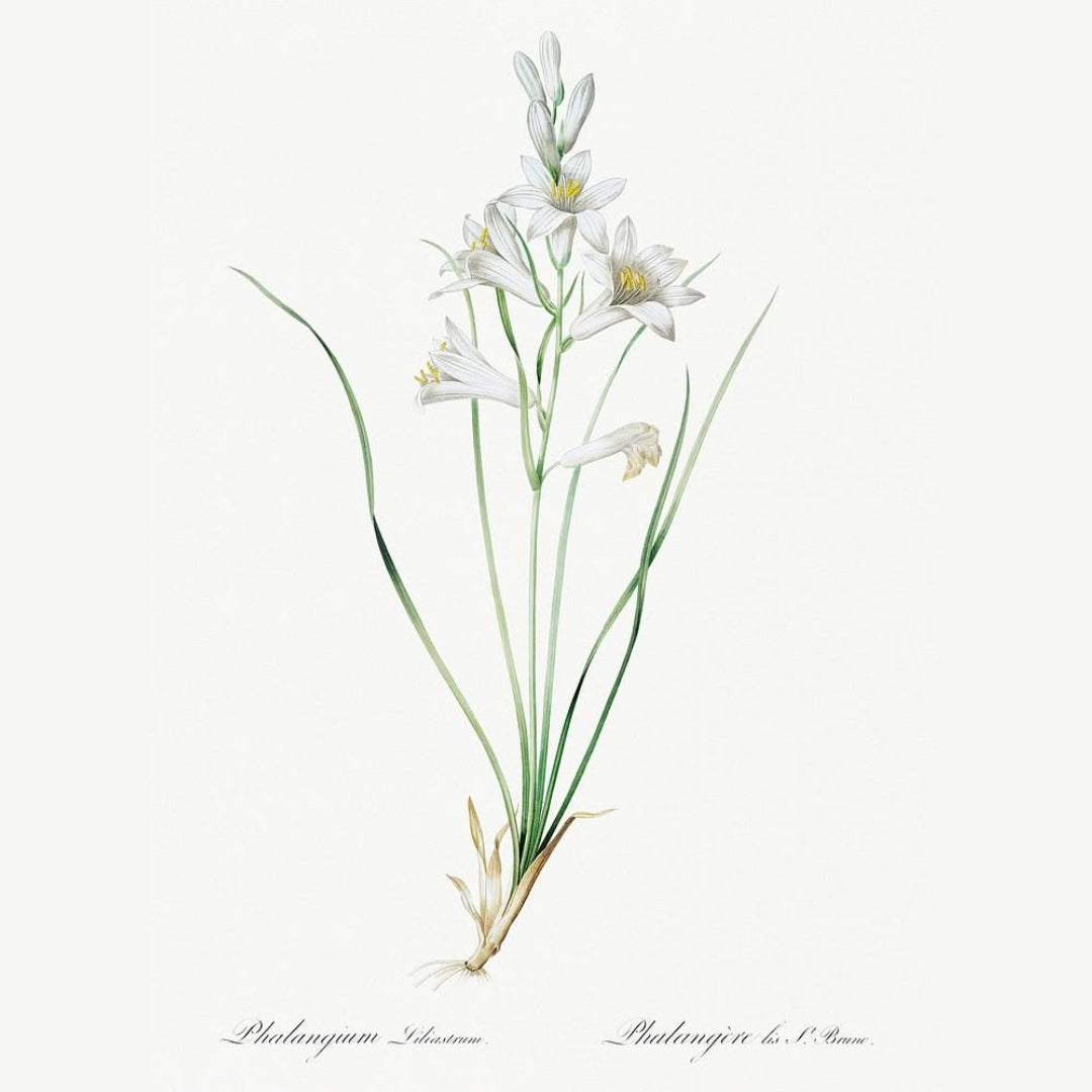 Classic Botanicals Art Prints (Set of 6)