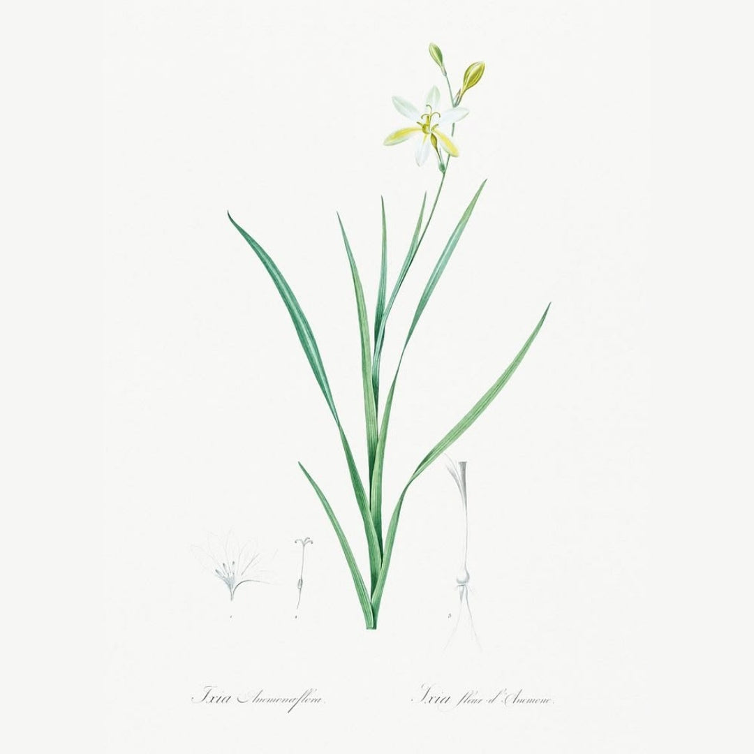 Classic Botanicals Art Prints (Set of 6)
