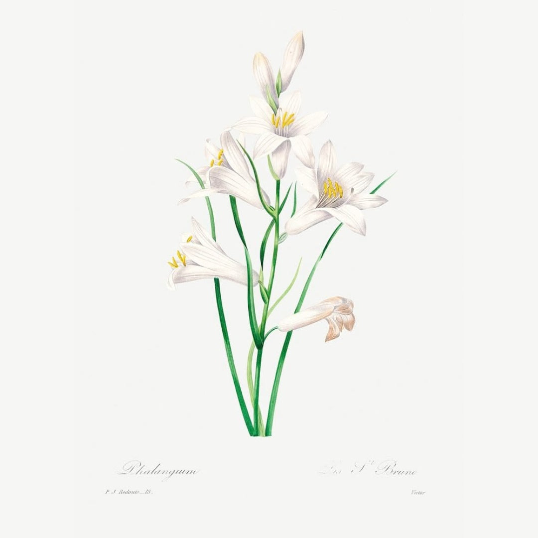 Classic Botanicals Art Prints (Set of 6)