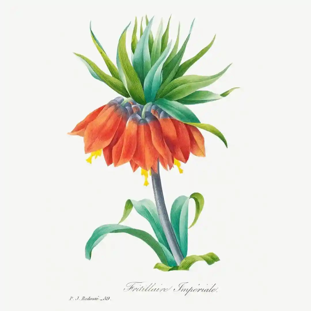 Botanical Fusion Art Prints (Set of 3)