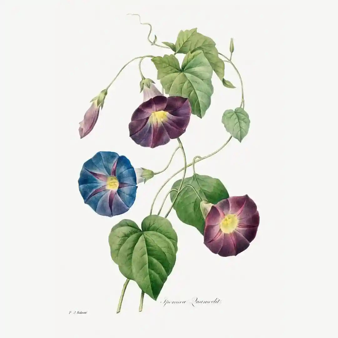 Botanical Fusion Art Prints (Set of 3)