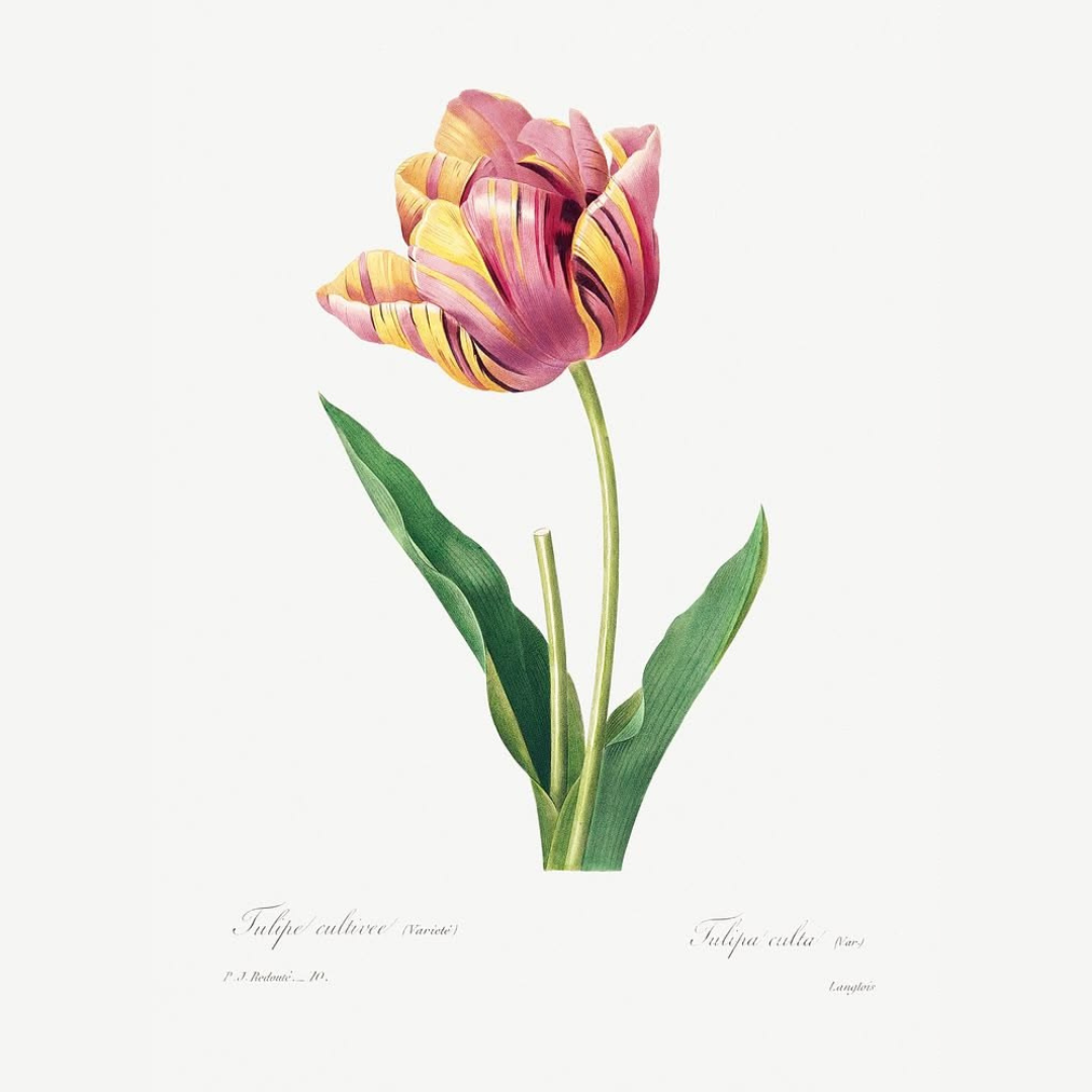 Tulip Floral Wall Art Print Elegant Botanical Decor