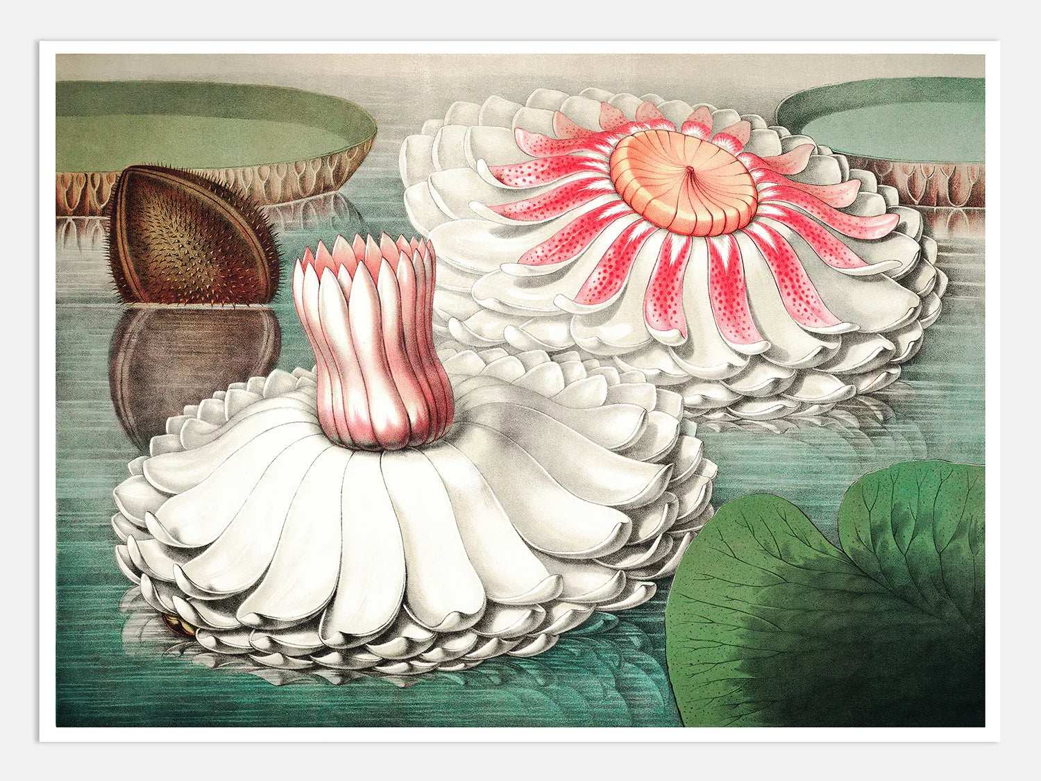 The Great Water Lily of America (1854) - III Digital Wall Art