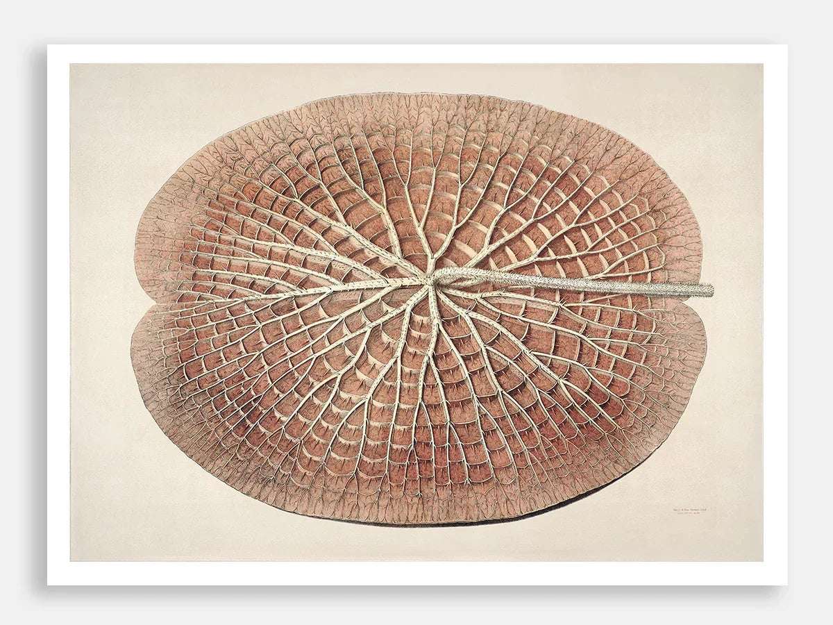 The Great Water Lily of America (1854) - IV Digital Art Print