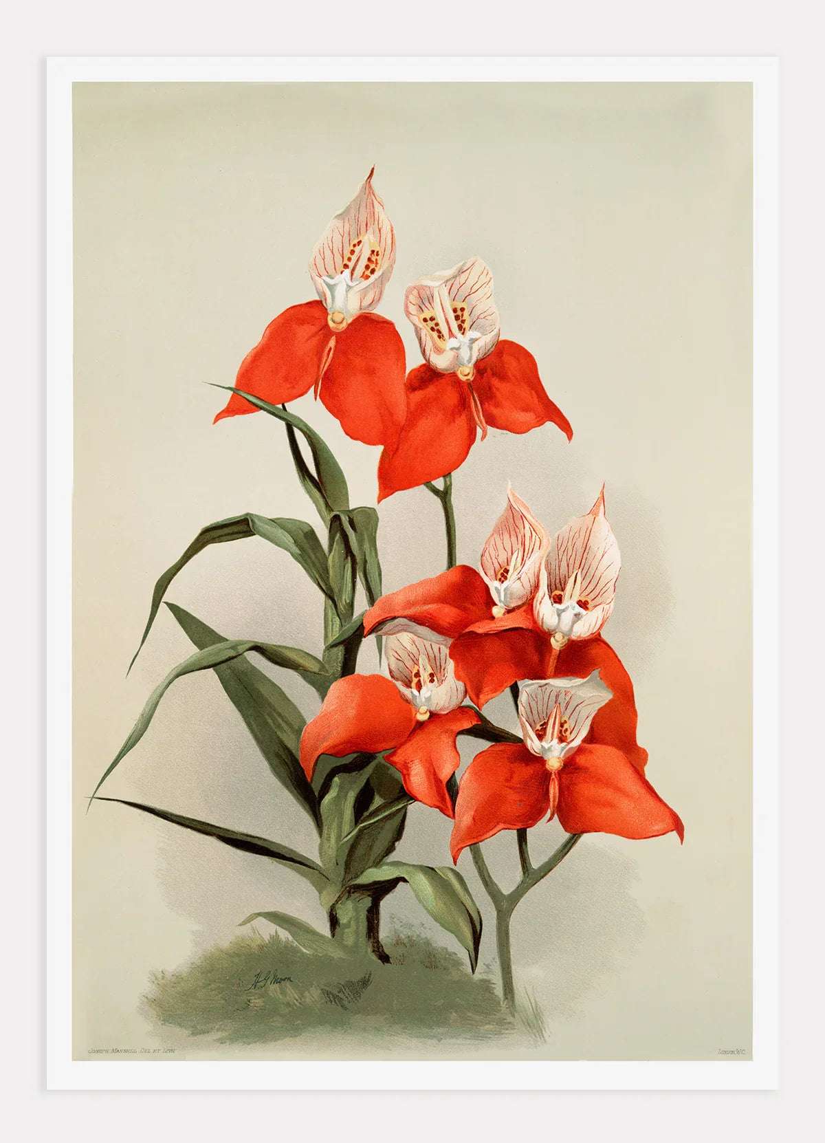 Disa grandiflora Digital Wall Art Print
